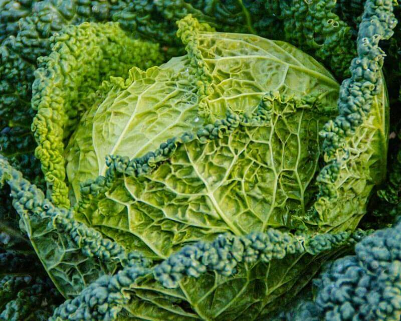 Couve Lombarda - Savoy Cabbage